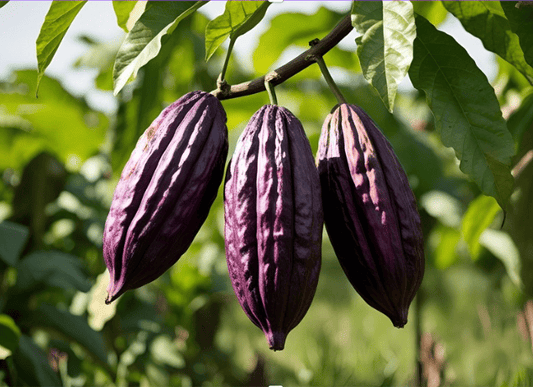 Effects of ceremonial cacao and safety