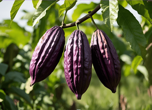 Ceremonial cacao benefits and safety