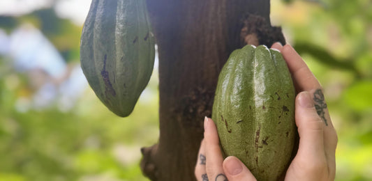 Cacao fruit hanging from cacao tree to make ceremonial cacao