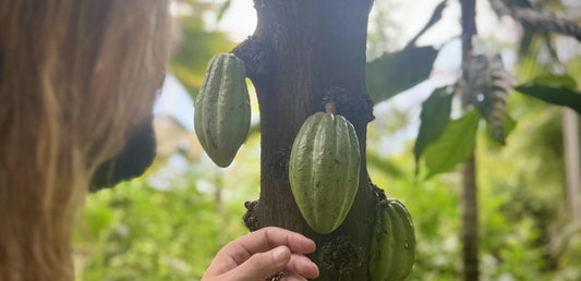 Combining ceremonial cacao & pscilocybin (magic mushrooms) - is it a good idea?