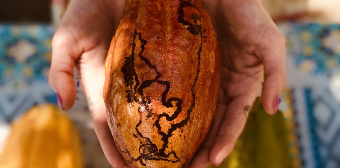 Fermented ceremonial cacao and plant superfoods for gut health